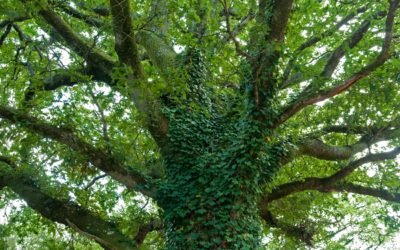 Tree Care: Removing Ivy